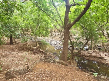 Terrain
