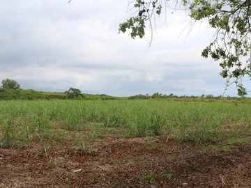Terrain Agricole